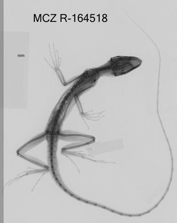 Media type: image;   Herpetology R-164518 Aspect: dorsoventral x-ray